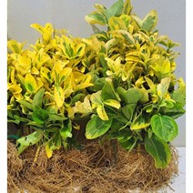 [이삽저삽]황금사철나무묘목(30주/1년생)금사철 식재용 고급황금사철 울타리용 조경용 정원용 관상용, 1개