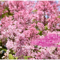 lilac 미스캐나다 [1포트] 프레스토니아 라일락(복남이네야생화 여름 야생화 정원수 꽃나무 핑크 syringa x prestoniae miss canada)