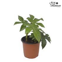 네오플라워 공기정화식물 꽃화분 허브, A7.팔손이, 1개