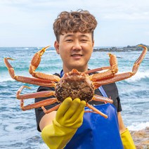[선주직송] 이프로마켓 포항 제철 대게 홍게 연지홍게 박달게, 박달대게, [왕왕특대]1마리, 1개