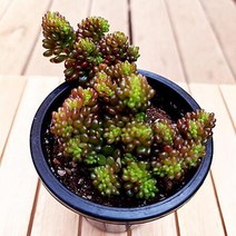 레드베리철화 다육이 예쁜다육 가을식물 1-90, 단품