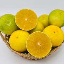 장보리 제주 꼬마 황금향 2kg, 단품없음