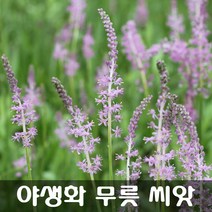[해피플라워] 야생화 무릇 씨앗 50립 / 봄 파종 꽃씨