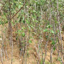 사과[홍로] 특묘목 1주