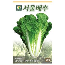 [농사마트] 서울배추 20g 조선배추 씨앗 파종 후 30일 수확 가을 채소 종자 다농, 1개