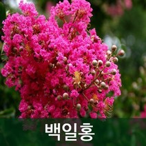 순희농장 배롱나무 모음 (2022), R10(31cm전후), 1개