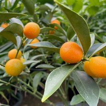 낑깡나무 실내공기정화식물 반려식물 플랜테리어 온누리꽃농원