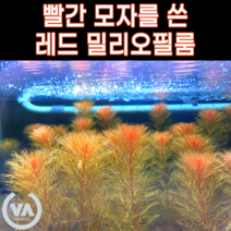 [비바소녀] 빨간모자를 쓴 레드 밀리오필룸 (10촉) 초보수초 쉬운수초 포인트수초 수초레이아웃