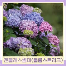수국나무 묘목 정원수국 엔들레스썸머 블룸스트러크 5치포트 2개