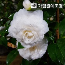 동백나무 가림원예조경, 백동백 8치화분