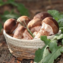 솔방 참송이 버섯 최상품 친환경재배 당일수확 산지직송, 일반포장, 500g