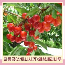 체리나무 묘목 좌등금(사토니시키) 접목1년생 뿌리묘 3개