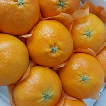 [명절선물] 제주 레드향 제주도 제철 가정용 선물용 설 과일 세트, 가정용_중소_17과 전후3kg