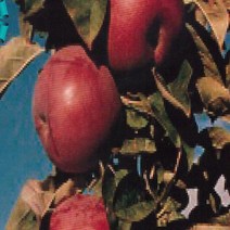 사과(노스폴)/접목1년/묘목/k0561