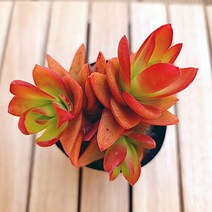 화재 키우기 예쁜 다육공기정화식물1-15 랜덤, 단품, 1개