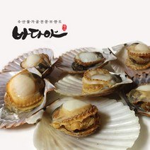 (주)우진 고성 싱싱한 활가리비, 1kg