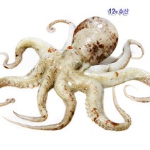 통영 자연산 생물 돌문어, 1.4~1.5kg, 1봉