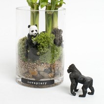 러브피어리 대나무숲 동물 테라리움 귀여운팬더 DIY KIT 세트, 1세트