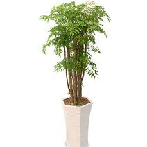 피터팬플라워 폴리셔스 프리미엄, 특품