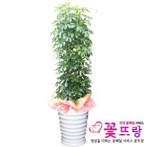 홍콩야자 사기분 공기정화식물 관엽식물 전국꽃배달서비스 개업화분/축하선물, A16 홍콩야자사기분