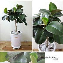 햇살농장 중대형 공기정화 식물 + 화분 특대형, 고무나무, 1개