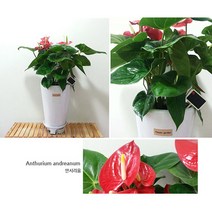 햇살농장 중대형 공기정화 식물 화분, 안시리움, 1개, 1개