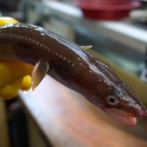 통영12번수산 자연산 탕용 바다 장어(특대.대.중.소) 장어, 1, 탕용 중 (5~7미 내외) 손질전 1kg