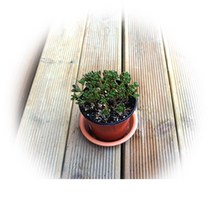 다육식물 200여종 다육 식물 최다종 화분, 다육식물_유접곡, 1개, 1개