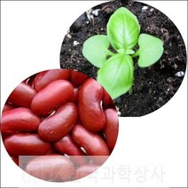 사이언샵 강낭콩키우기(5인세트) 강낭콩한살이 강낭콩기르기, 상세설명참조