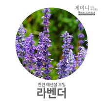 제미니상사 라벤더, 1개, 10ml