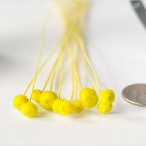 플라라 드라이플라워 프리저브드플라워 기획 모음, 15-15. 그린 아마레리