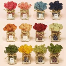 어드리밍 공기정화 스칸디아모스 천연순록이끼 내추럴가든 유리병, 사각 모스그린