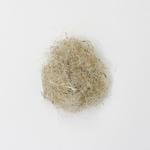 퀴코 둥지풀, 1개