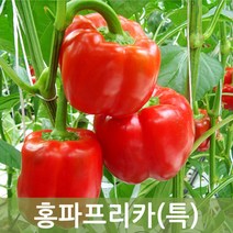 두리반농산 홍파프리카(특) 5kg, 1박스