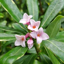 [용이네화원] 상큼한 향기가 나는 천리향 서향 159 화원 농원, 1개