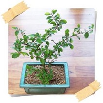 수련목 분재용 꽃화분