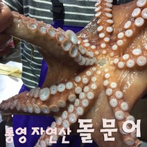 (산지직송) 한창수산 통영 자연산 돌문어1kg, 1box, 1.5kg, 1.5kg(2~4미)