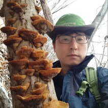 상황버섯 국내자연산 (갓상황) 강원도 고산채취 재배아님, 200g, 1팩