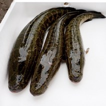지에스푸드 국내 자연산 민물새우, 1세트, 05. 활어 가물치 4kg(1-2미)