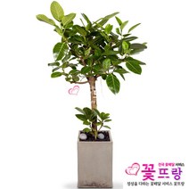 뱅갈고무나무 꽃배달 개업선물/공기정화식물/관엽식물