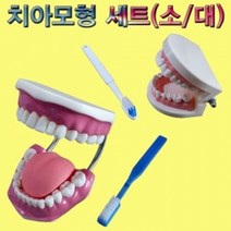 오피스안 치아모형 세트 (소형)
