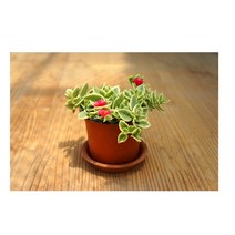그린플랜트 꽃화분 꽃있는 식물 (색상품종랜덤), 썬로즈, 1개