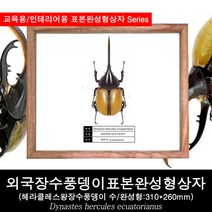 외국장수풍뎅이표본완성형상자310mmx260mm