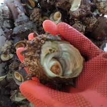 통영 피꼬막1kg 외 해산물고르기 당일조업 총알발송, 1개, 뿔소라1kg