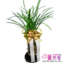 축하 동양란 승진/취임/개업/인테리어/꽃배달서비스