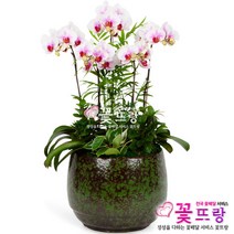 리틀잼 서양란 승진/취임/영전/개업선물/전국꽃배달
