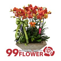 (주)99플라워 뉴칼라호접란 [ST-H338]전국당일꽃배달