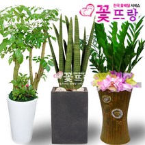 개업식화분 공기정화식물 관엽식물 전국꽃배달서비스 개업화분/축하선물, C12 파키라, 1개