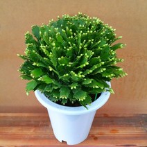 [용이네 화원] 눈꽃 게발선인장 흰꽃 선인장 L 300 농원