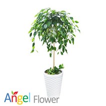 킹벤자민 개업화분 당일꽃배달